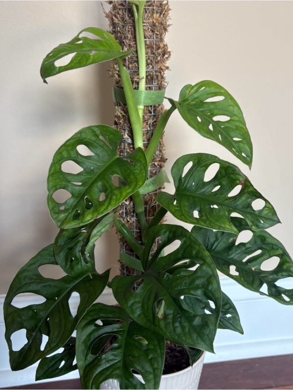 Monstera Adansonii FRESH cutting 1 leaf with node